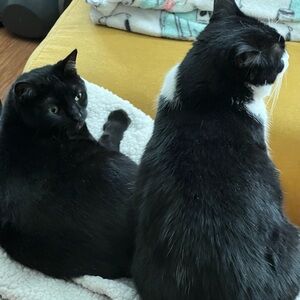 Meet your Posher, Shanty